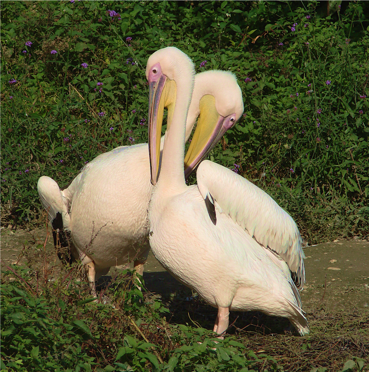 Lovely Pelican