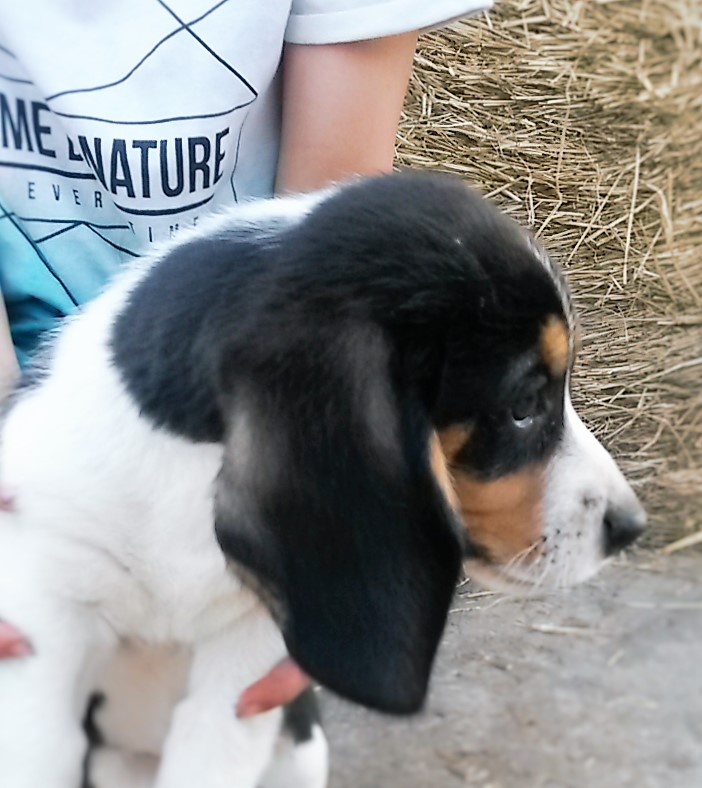 My Little Dog