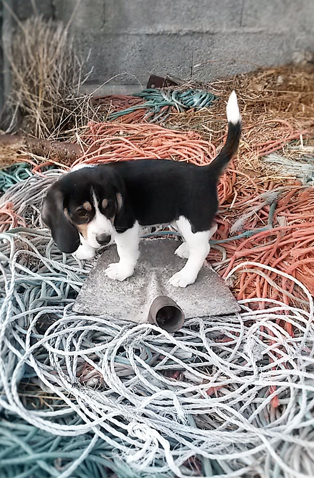 My Little Dog