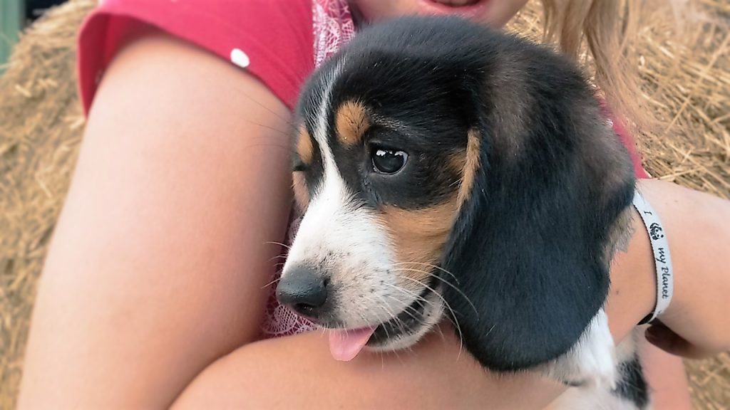 My Little Dog