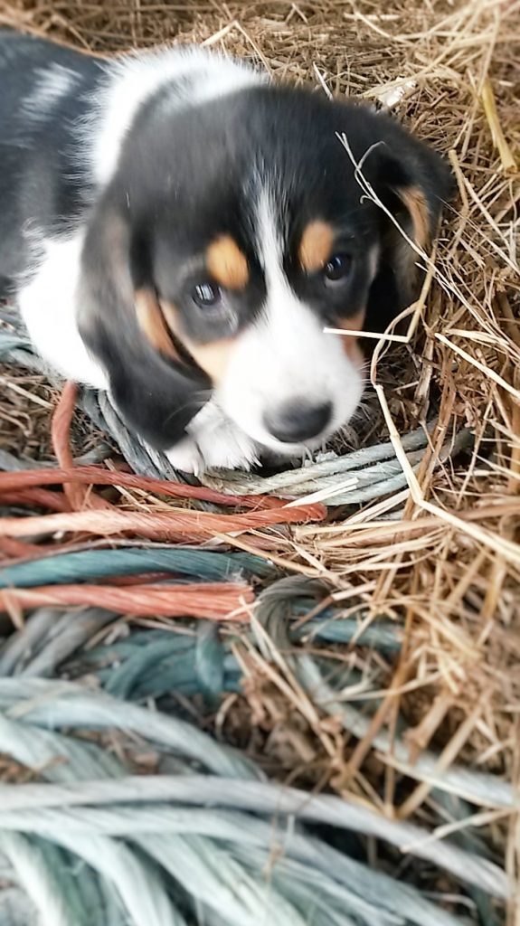 1 Picture 1 Word My Little Dog