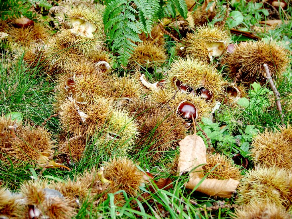 Chesnut