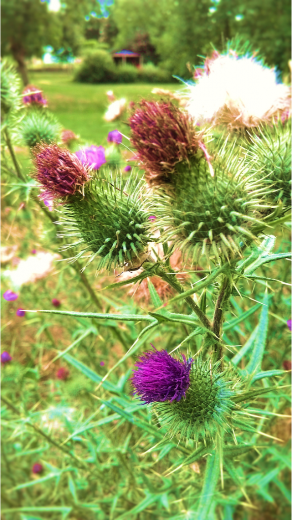 Creeping thistle