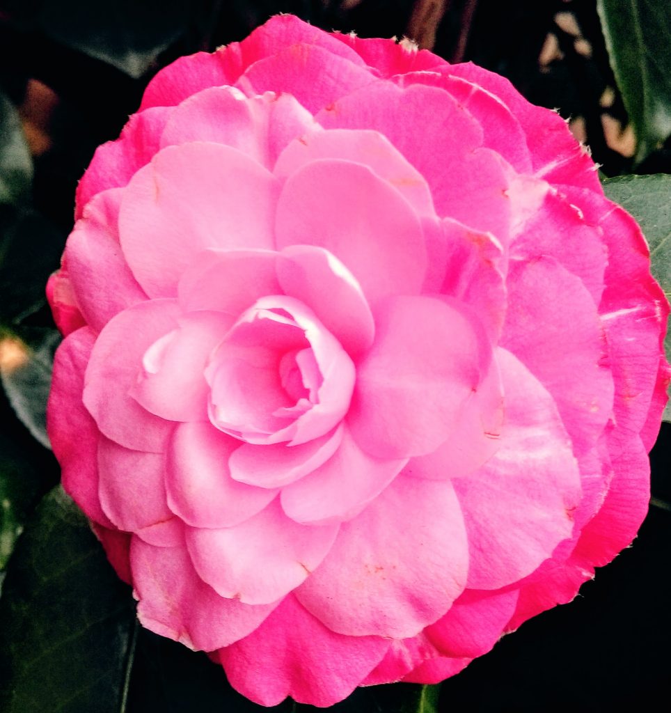 Scent of rose