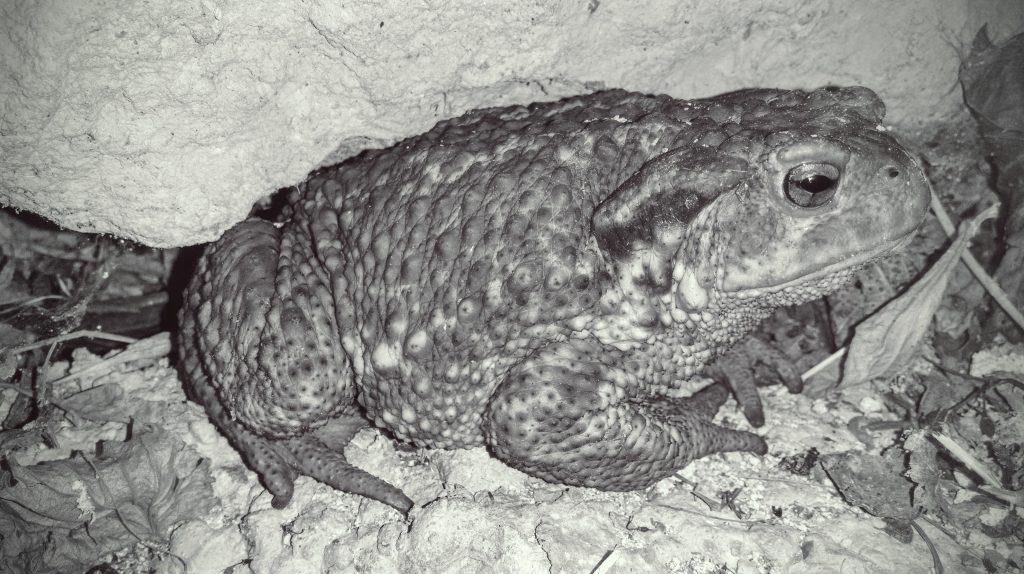 Toad