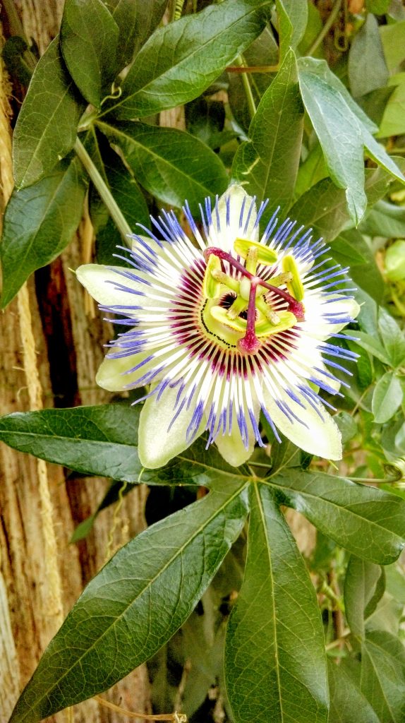 Unusual flower