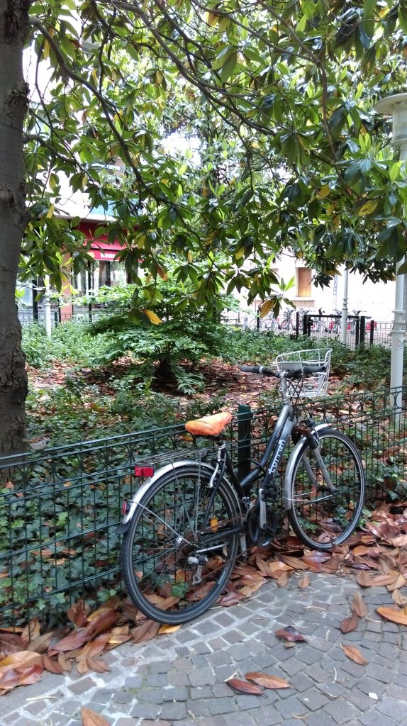 Automnal Cycle