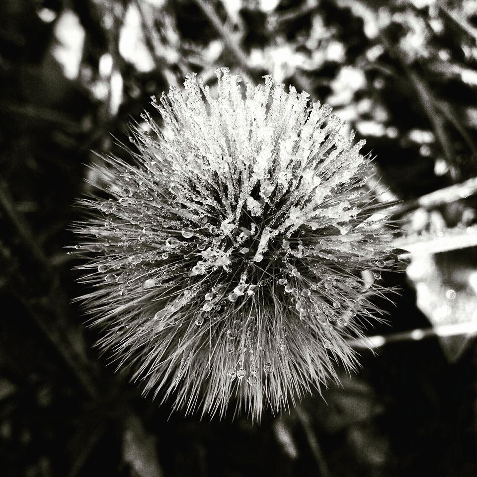 Make a wish