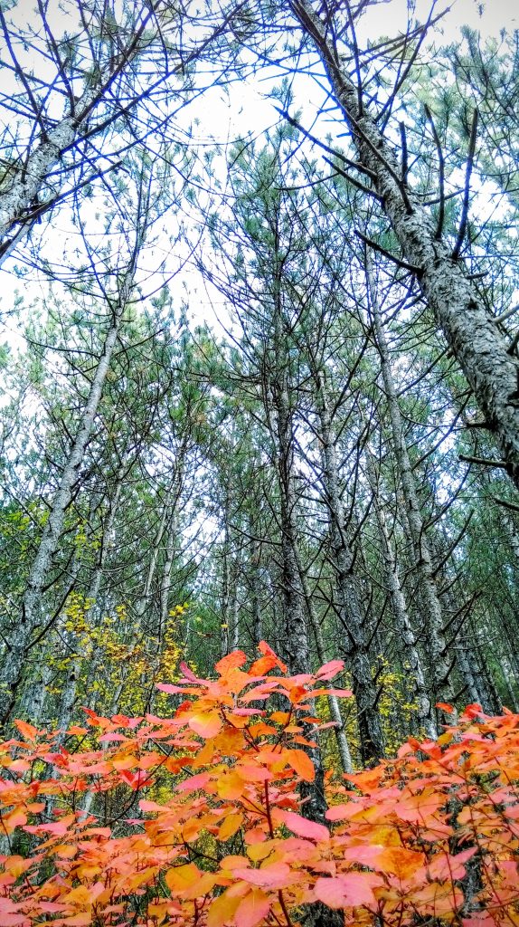 Undergrowth