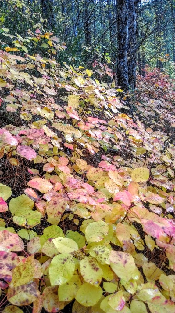Undergrowth