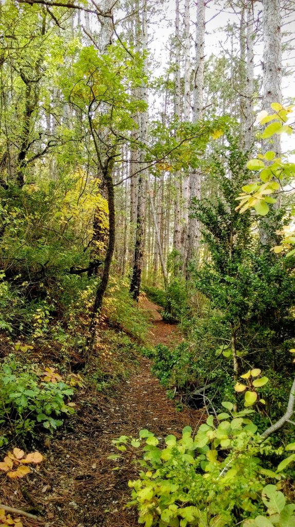 Undergrowth