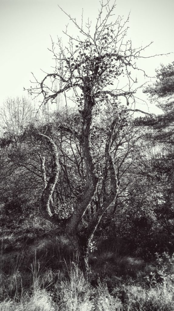 Dance tree
