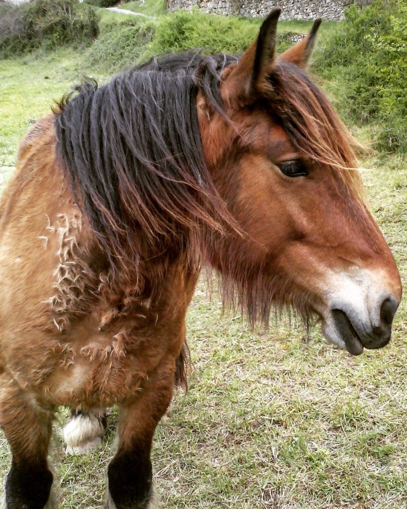 horse