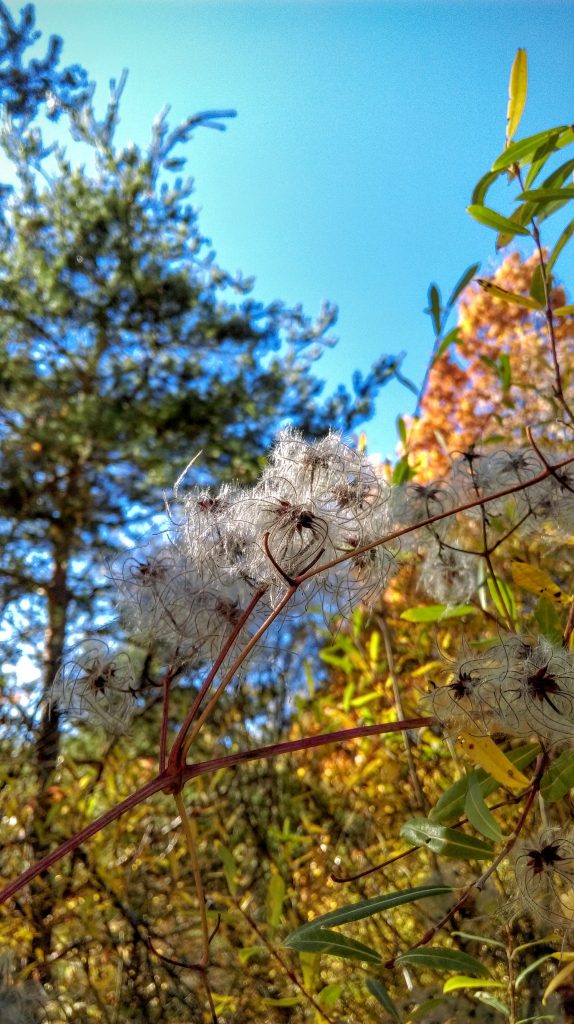 Lovely Autumn