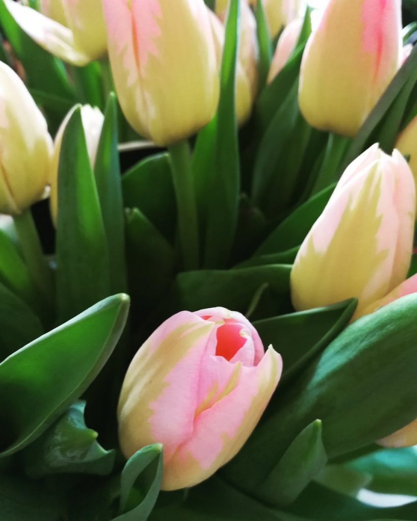 Tulip – 1 Picture 1 Word
